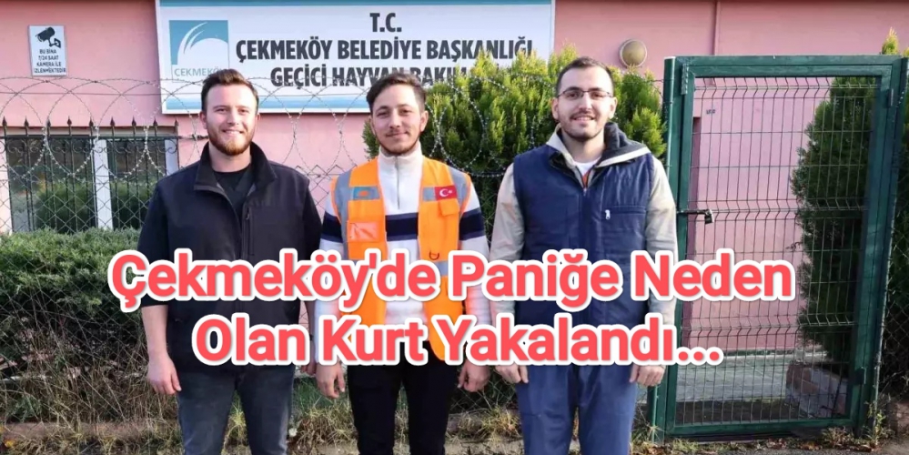 Çekmeköy'de Paniğe Neden Olan Kurt Yakalandı...