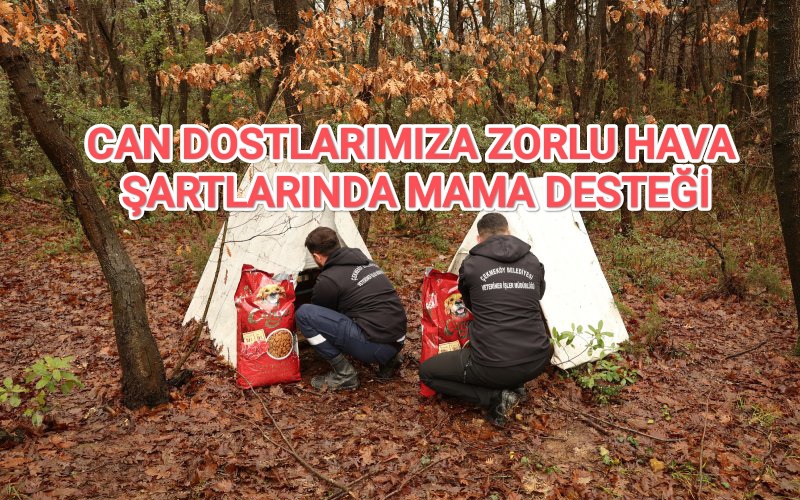 CAN DOSTLARIMIZA ZORLU HAVA ŞARTLARINDA MAMA DESTEĞİ....