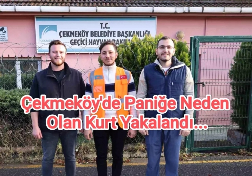 Çekmeköy'de Paniğe Neden Olan Kurt Yakalandı...